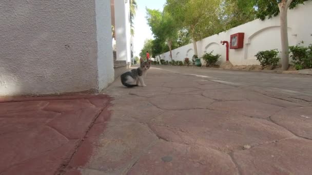 Gato branco está interessado na câmera, o gatinho corre ao lado do gato — Vídeo de Stock