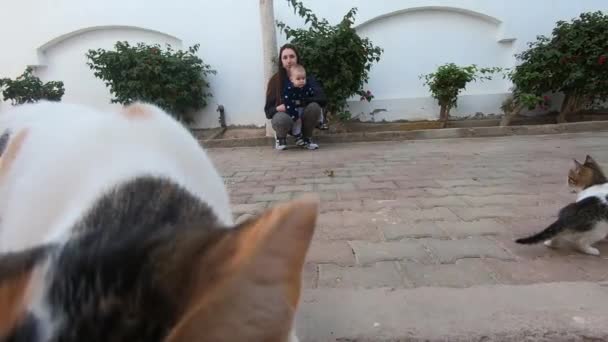 Кошка интересуется камерой, котенок бегает рядом с кошкой, замедляет движение — стоковое видео