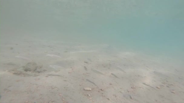 Monde sous-marin avec des poissons dans les eaux peu profondes de la mer, au ralenti — Video