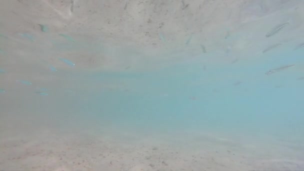 Beau monde sous-marin avec des poissons dans les eaux peu profondes de la mer — Video