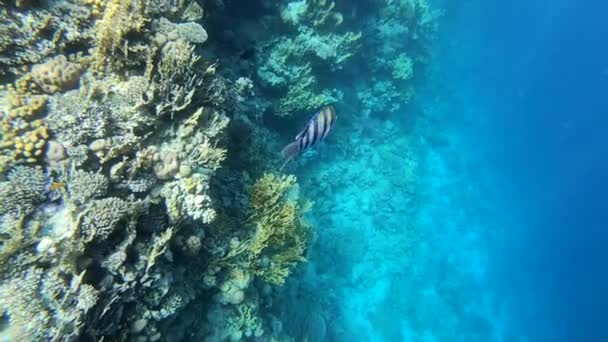 Ένα ψάρι κολυμπάει κοντά στον κοραλλιογενή ύφαλο σε αργή κίνηση — Αρχείο Βίντεο