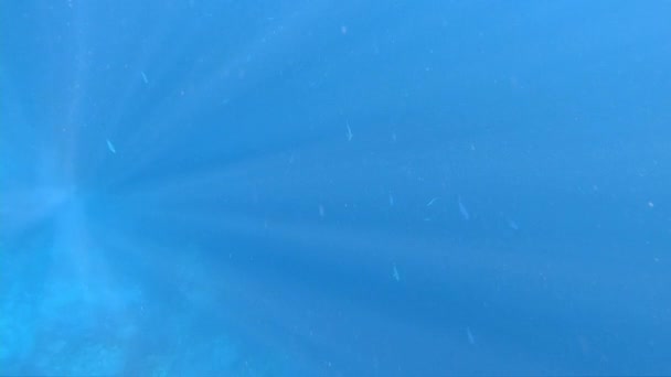 Agua de mar azul con peces, tiro bajo el agua en cámara lenta — Vídeo de stock