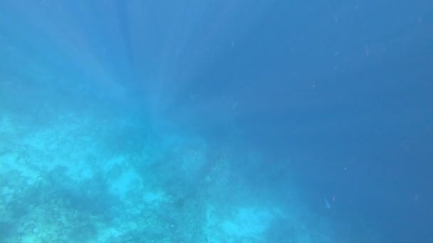 Blauw zeewater met vis waardoor zonlicht in slow motion doordringt — Stockvideo