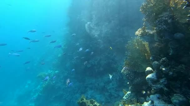 Rafa koralowa z dużą ilością ryb w zwolnionym tempie. — Wideo stockowe