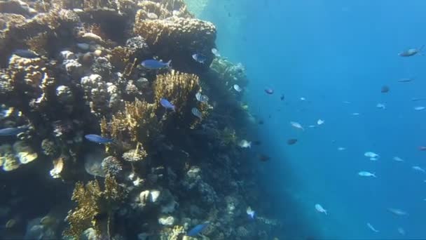 Um monte de sargento de peixe que nada em câmera lenta perto de recife de coral . — Vídeo de Stock