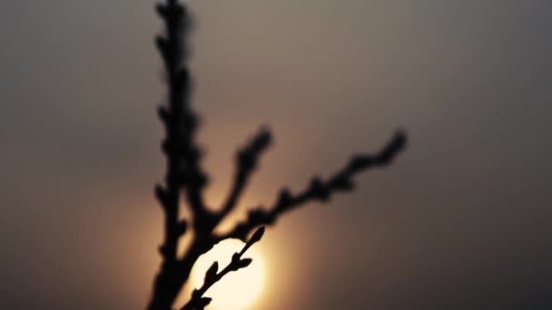 Eine Nahaufnahme, in der der Baum im Garten blühen wird. — Stockvideo