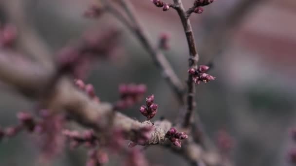 庭の始まりの花のクローズアップショット. — ストック動画