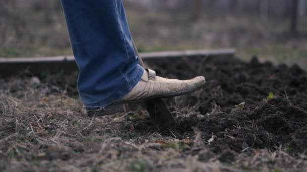 Een Mans been in Blue Jeans is het graven van een schop in de grond. — Stockvideo