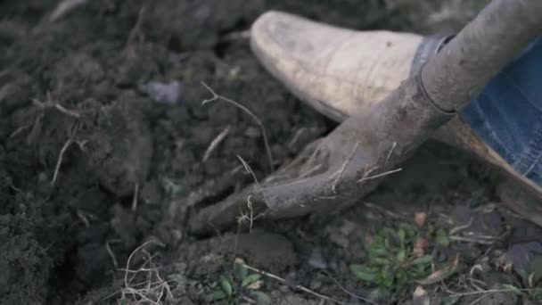 En mans ben i blå jeans och ljusa skor gräver en spade i marken. — Stockvideo