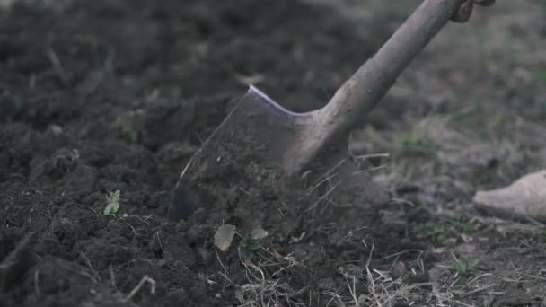 En mans ben i blå jeans och ljusa skor gräver en spade i marken. — Stockvideo