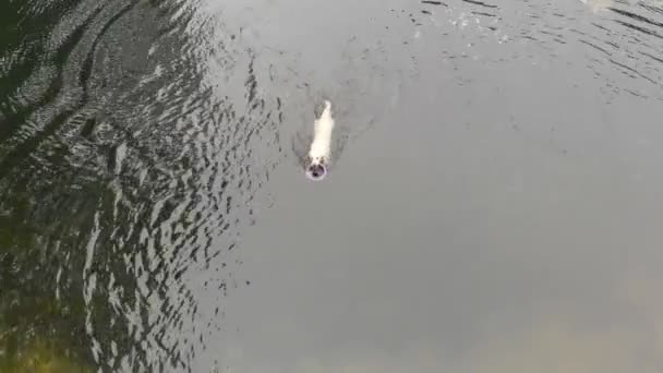 Perro blanco nadando con un juguete redondo en dientes en un río en verano — Vídeos de Stock