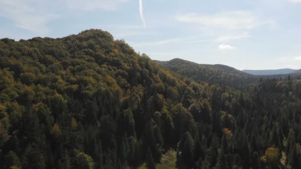 Aerial shot of high spruce trees covering slopes of the Carpathians in summer — Stock Video