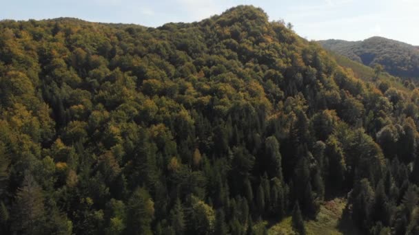 夏季覆盖喀尔巴鄂山脉山坡的崇高松树的空中拍摄 — 图库视频影像