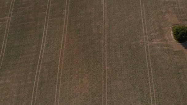 Tiro aéreo de campo agro com linhas plantadas de vegetação no dia ensolarado na primavera — Vídeo de Stock