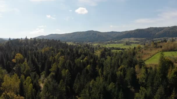 Aerial of the picturesque Carpathians with slanting slopes and spruces in summer — Stock Video