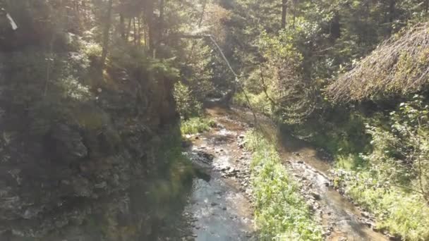 Tiro aéreo de um fluxo montanhoso com eco-água e árvores verdes no verão — Vídeo de Stock
