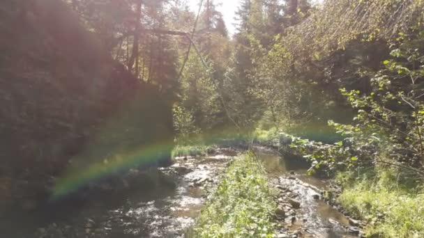 Sprankelende streamlet met zuiver water en smoth stenen in de Karpaten — Stockvideo