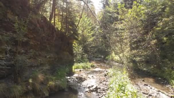 Zářivý průtok čistou vodou a smozákem v Karpatech v létě — Stock video