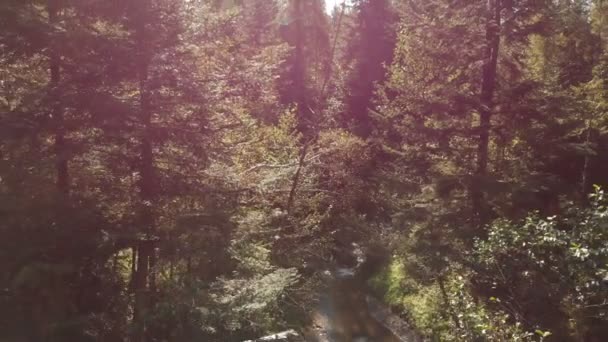 Brilhando riacho montanhoso é visto entre ramos de árvores frondosas no verão — Vídeo de Stock