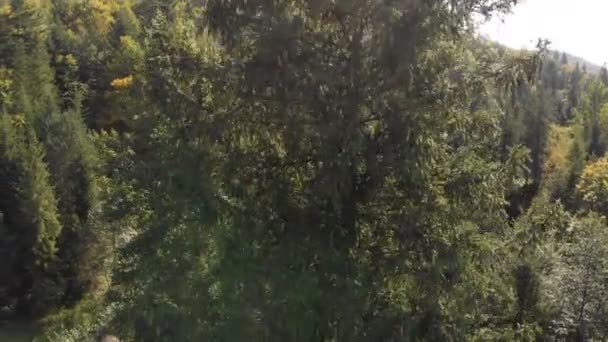 Vackert granträd med täta gröna grenar i Karpaterna på sommaren — Stockvideo