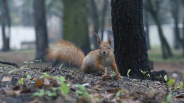 Samotny czerwony wiewiórka biegać na ziemi w zwolnionym tempie. — Wideo stockowe
