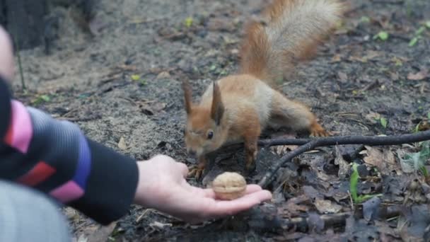 Симпатична червона білка їсть бере горіх з руки жінки в повільному русі . — стокове відео
