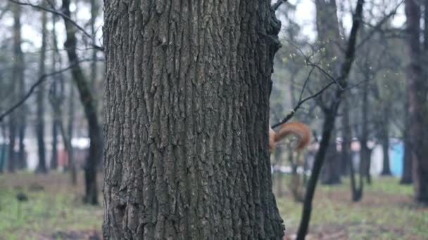 Zwei rote Eichhörnchen klettern auf drei im Wald - Zeitlupe. — Stockvideo