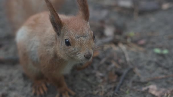 Nahaufnahme des roten Eichhörnchens, das sitzt und atmet — Stockvideo