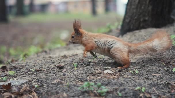 Seul écureuil roux courir sur le sol au ralenti . — Video