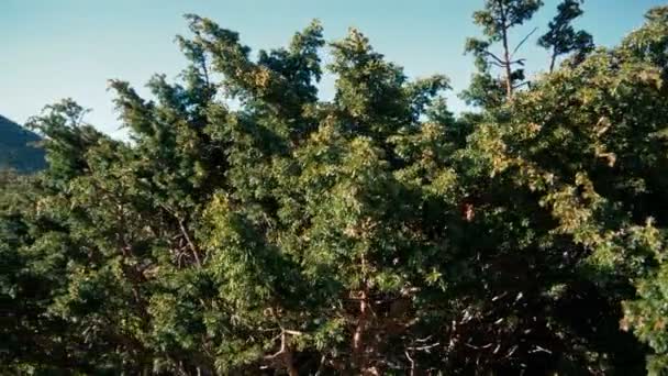 Oude Taxus boom met dichte takken in de Karpaten in de herfst in slo-mo — Stockvideo