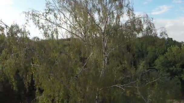 在夏天阳光明媚的日子里, 乌克兰森林里一棵大桦树的空中. — 图库视频影像