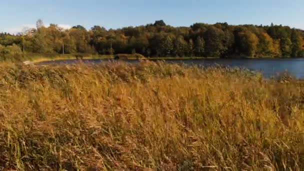 Schöner Gebirgsfluss mit rostigem Schilf in den Karpaten an einem sonnigen Tag. — Stockvideo