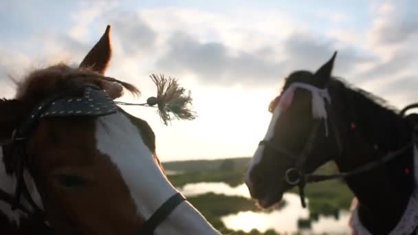 Uma mão de meninas acaricia um cavalo de perto ao pôr do sol em câmera lenta — Vídeo de Stock