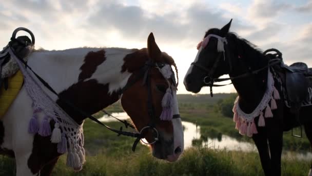 Dos caballos adornados se paran en un prado durante la puesta del sol en cámara lenta — Vídeo de stock