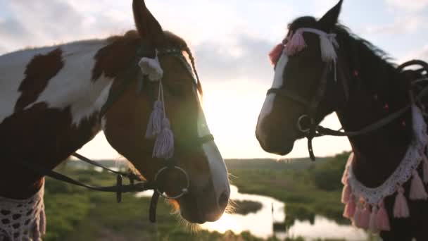 Dos caballos marrones adornados están en un prado con un estanque al atardecer en cámara lenta — Vídeo de stock