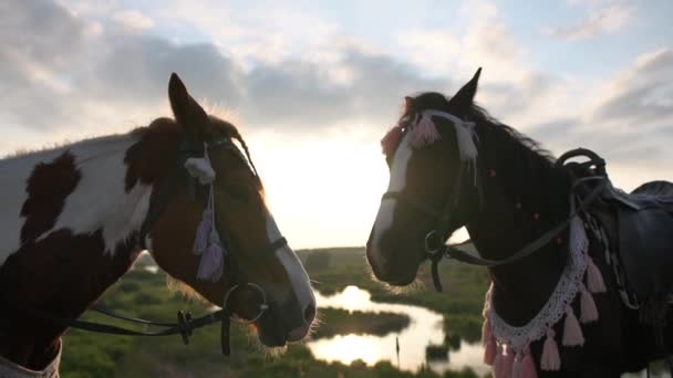 スローモーションで日没時に牧草地に立つブライドルスタンドの2つのかわいいサドル馬 — ストック動画