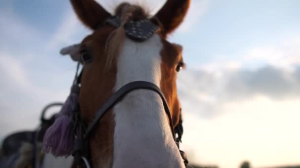 Un hocico de un caballo en una brida de cerca contra el cielo azul en cámara lenta — Vídeos de Stock