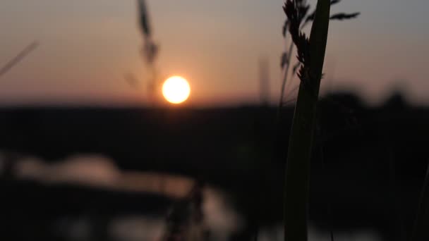 Wysoka trawa kołysze się na wietrze przed wieczornym ustawieniem słońca w zwolnionym tempie — Wideo stockowe