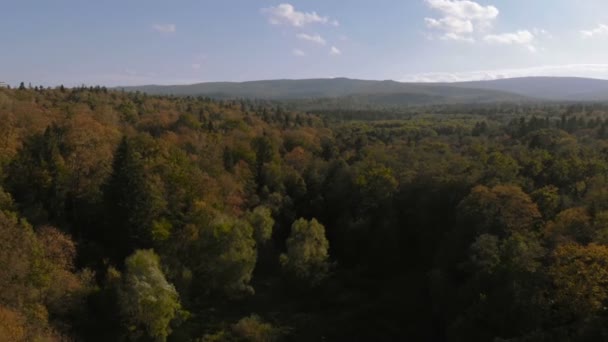 Aerial Shot av den gröna tallskogen i Karpaterna på en solig dag. — Stockvideo