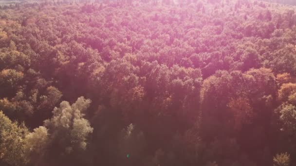 화창한 날 카르파티아 산맥의 울창한 소나무 숲의 공중 촬영. — 비디오