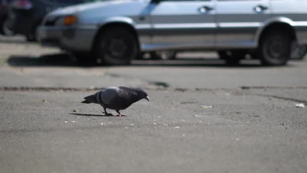 Yavaş çekimde bir şehir caddesinde ekmek kırıntısı yiyen bir güvercin — Stok video