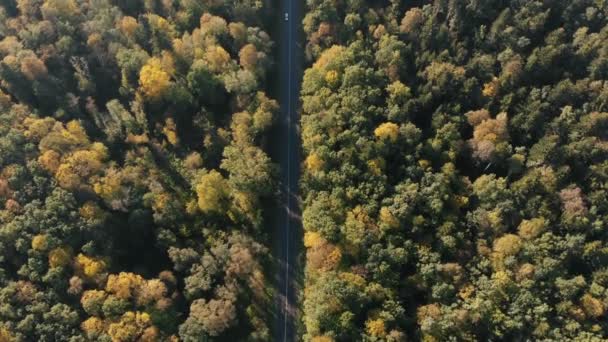 Foto aérea de la delgada carretera en el bosque de las Montañas Cárpatas en verano — Vídeo de stock