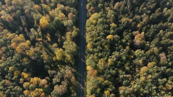 ภาพถ่ายทางอากาศของทางหลวงบาง ๆ ในป่าภูเขา Carpathian ในฤดูร้อน — วีดีโอสต็อก