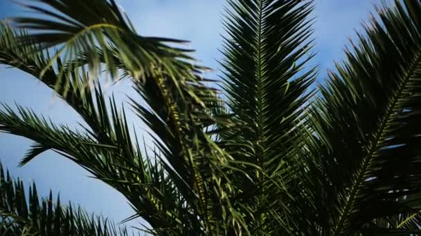 Lange und scharfe grüne Blätter einer großen Palme in Georgien im Sommer in slo-mo — Stockvideo