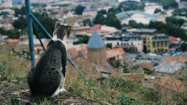 Lustige Katze sitzt und schaut auf die Dächer der Stadt in slo-mo — Stockvideo