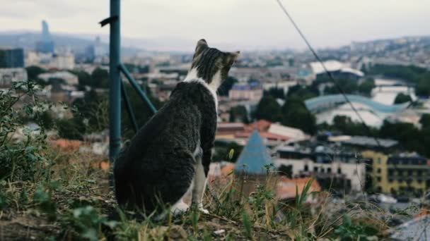Zabawny kot siedzi i ogląda na dachach małego gruzińskiego miasta w SLO-mo — Wideo stockowe