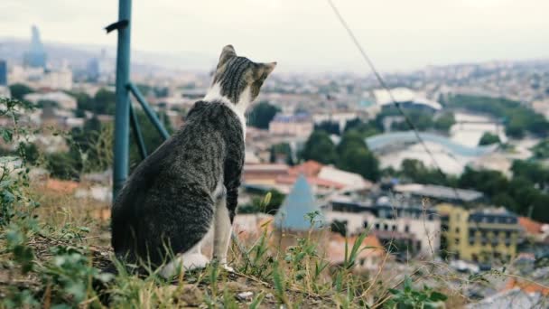 Droll кіт сидить і навчається на дахах маленького грузинського міста в SLO-МО — стокове відео