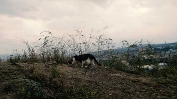 Кошка нюхает и ищет еду на вершине горы в маленьком грузинском городе — стоковое видео