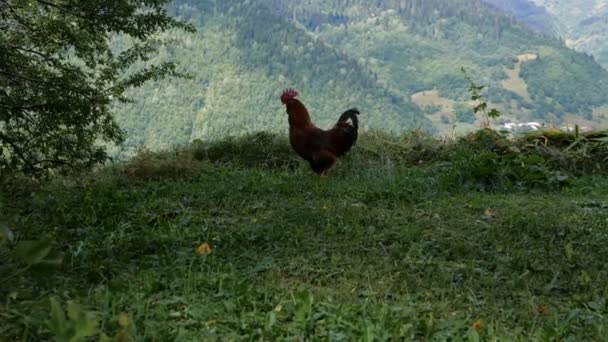 Valiente polla multicolor saliendo al aire libre en las montañas georgianas en verano en slo-mo — Vídeos de Stock