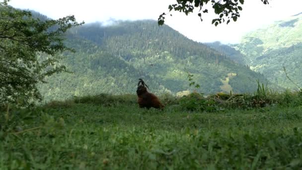 Proud multicolored cock seeking food in Georgian Mountains in summer in slo-mo — Stock Video